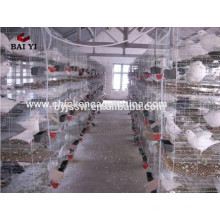 Galvanisierter Draht-Käfig der industriellen Zucht für Tauben